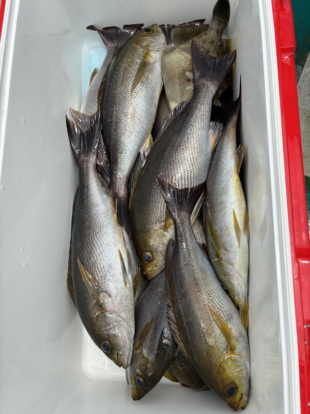 イサギ(イサキ)