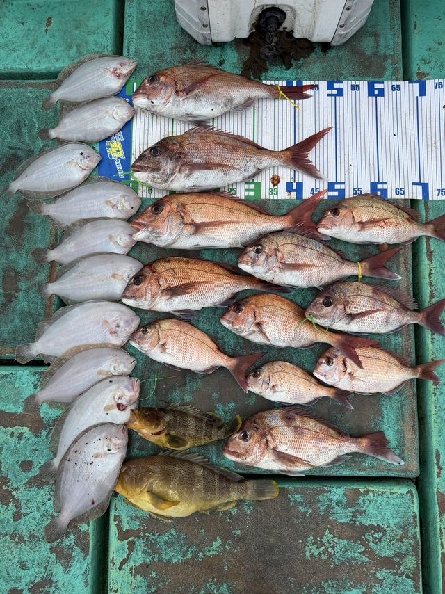 タイ(マダイ)・アオハタ・ガンゾウヒラメ(ガンゾウビラメ)