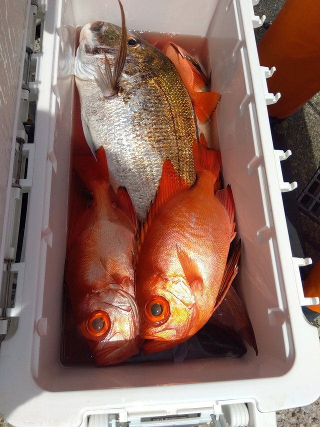 マダイ・チカメキントキ