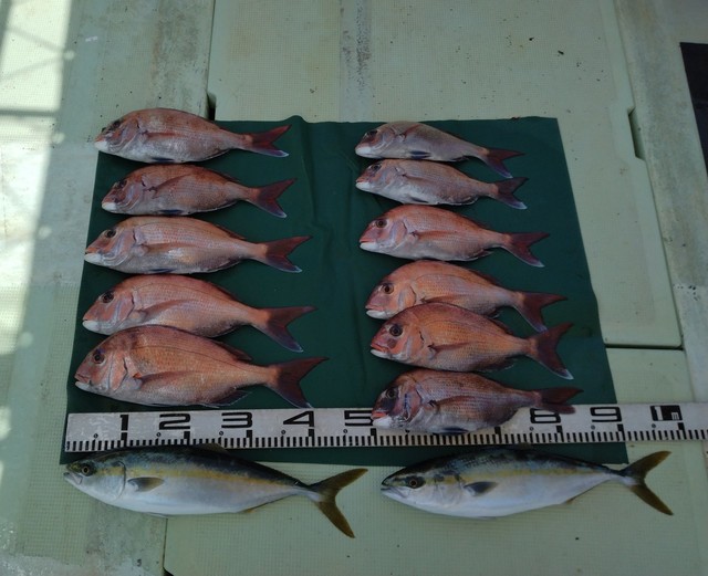 マダイ・ハマチ(ブリ)