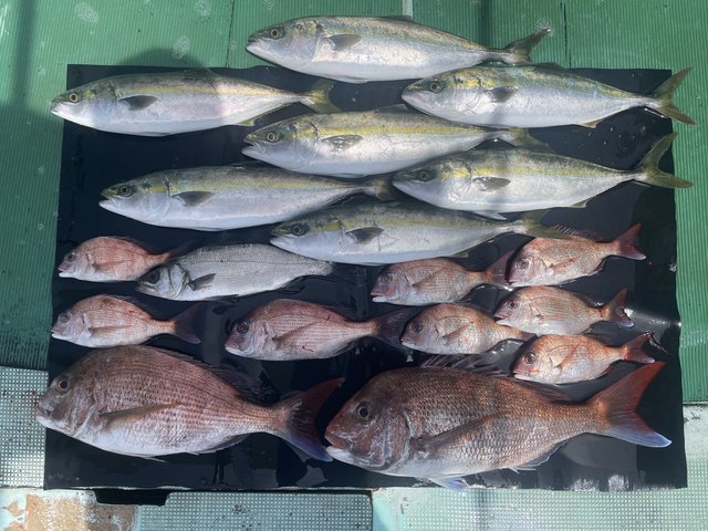 マダイ・ハネ(スズキ)・ハマチ(ブリ)