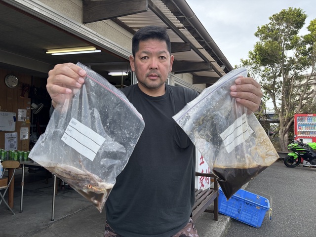 ムギイカ(スルメイカ)