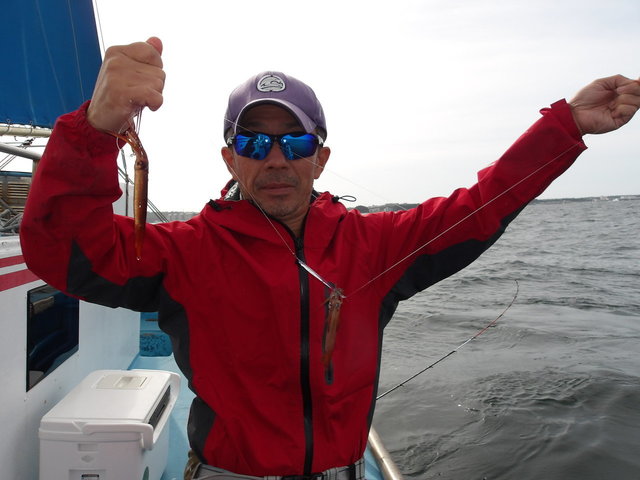 ムギイカ(スルメイカ)