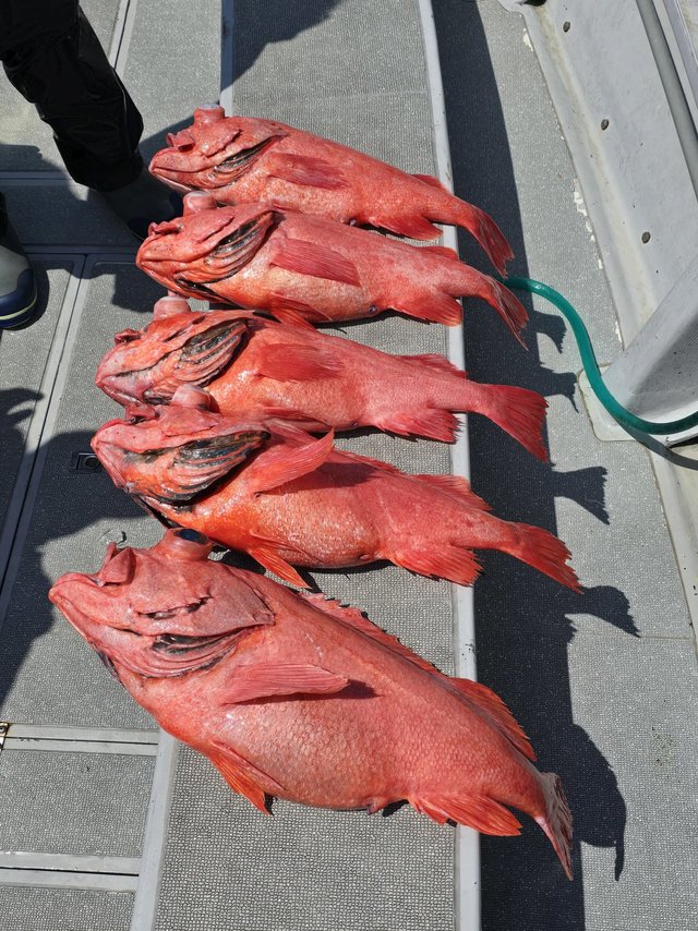 ベニアコウ(オオサガ)