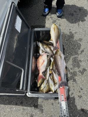 マダイ・イサギ(イサキ)