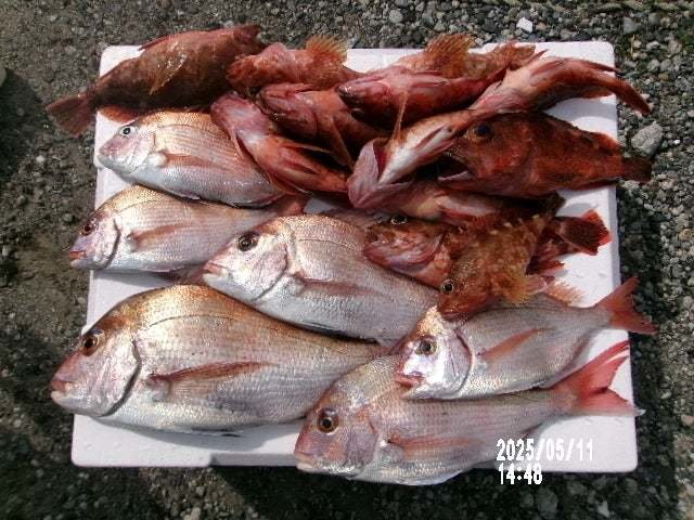 マダイ・ハナダイ(チダイ)・カサゴ・コチ(マゴチ)・サバ(ゴマサバ)