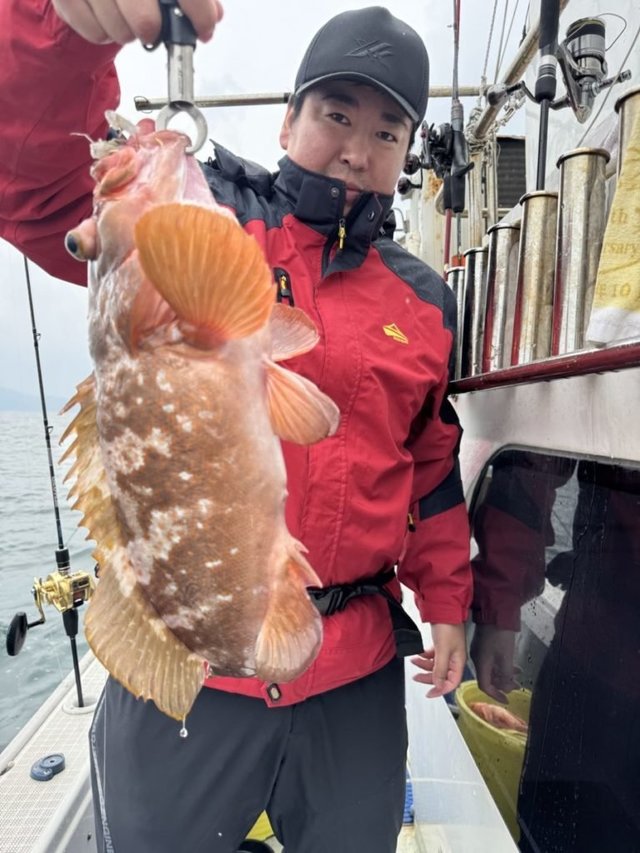 アコウ(キジハタ)