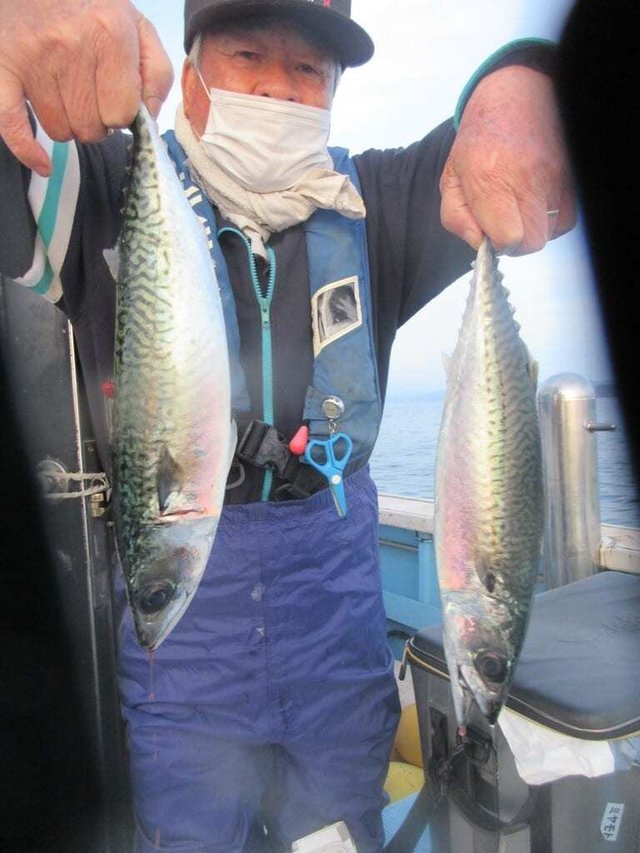 サバ(ゴマサバ)