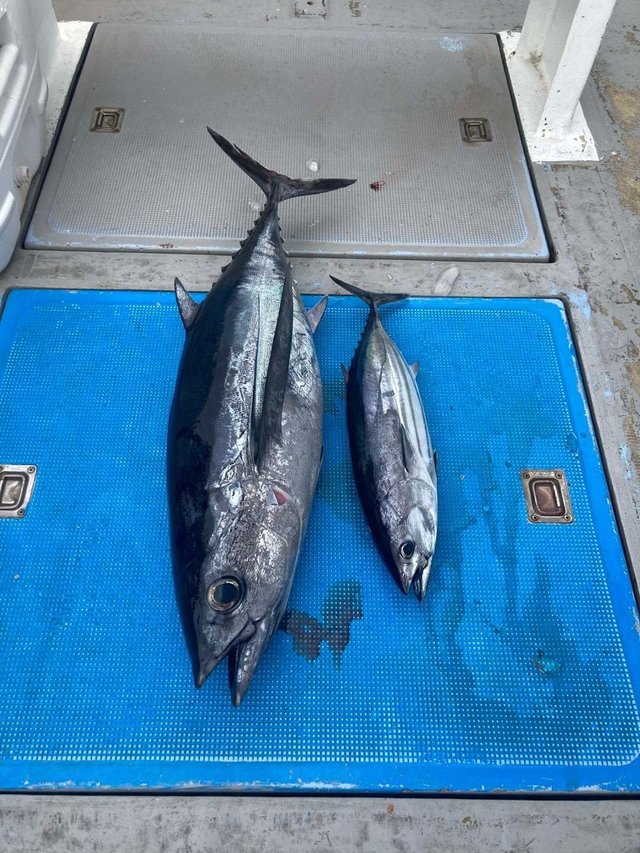 トンボ(ビンナガ)・カツオ