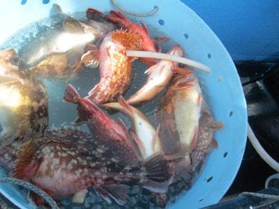 カサゴ・メバル(ウスメバル)