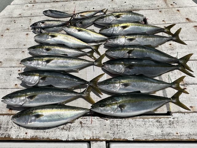 アジ(マアジ)・イナダ(ブリ)・サバ(マサバ)