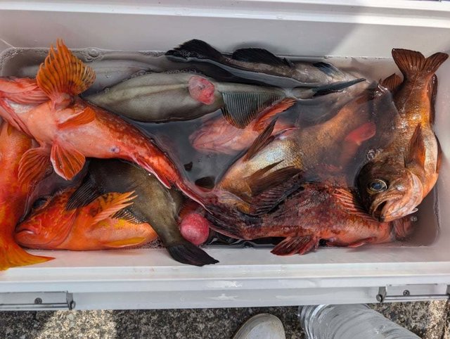 カサゴ・メバル・ウマヅラ(ウマヅラハギ)・ハタ(マハタ)