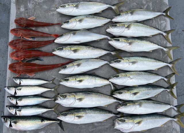 ハマチ(ブリ)・サバ(マサバ)・ホウボウ