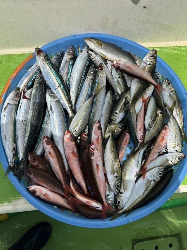 アジ(マアジ)・ハチビキ