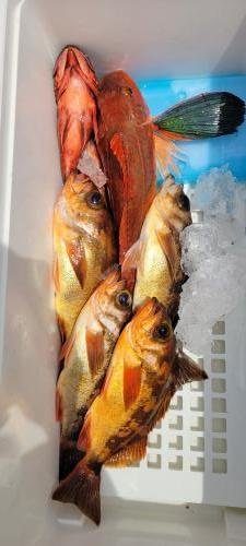 カサゴ・ホウボウ・オキメバル(ウスメバル)