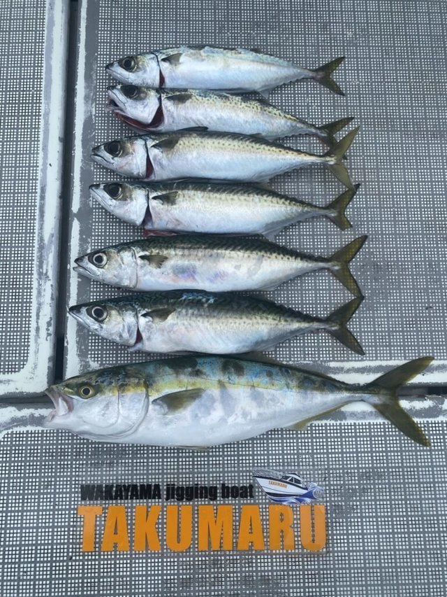 ハマチ(ブリ)・サバ(ゴマサバ)