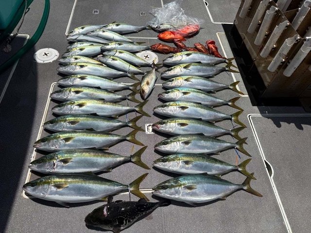 ハマチ(ブリ)・カサゴ・キンメダイ