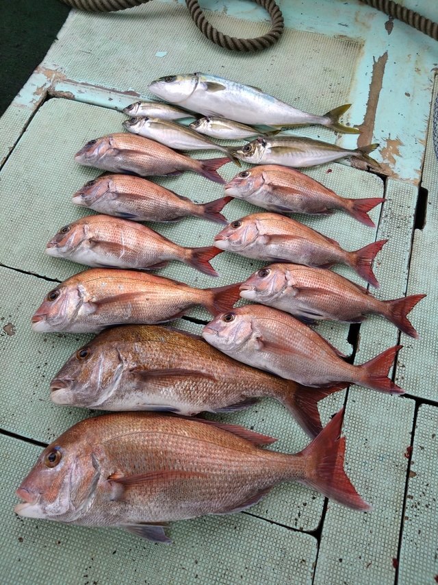 タイ(マダイ)・アジ(マアジ)・ハマチ(ブリ)