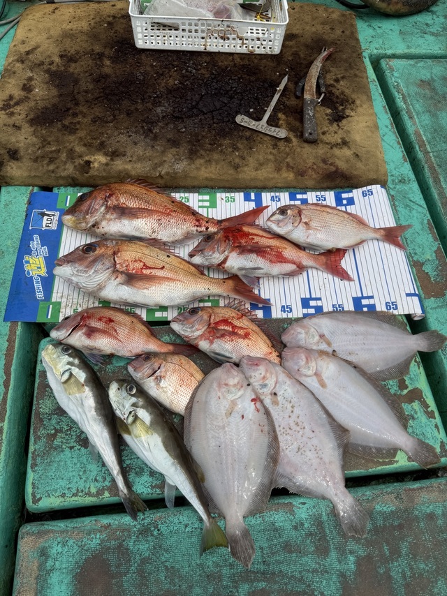 タイ(マダイ)・ガンゾウヒラメ(ガンゾウビラメ)