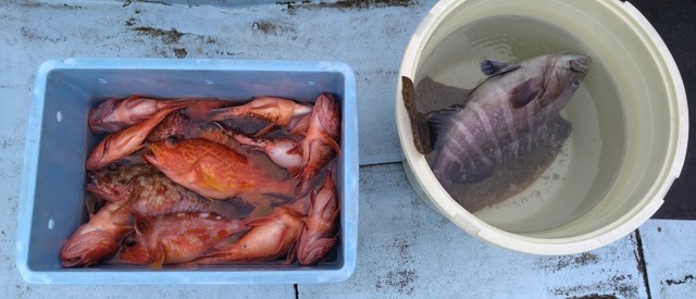 カサゴ・ハタ(マハタ)