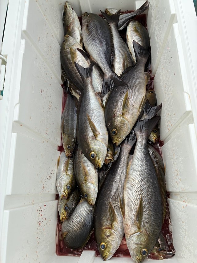 イサギ(イサキ)