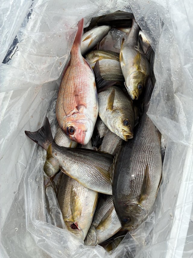 イサギ(イサキ)