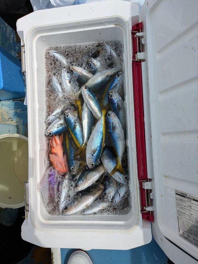 タカベ・イサキ