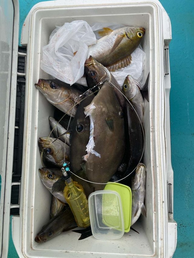 イサキ・ウマヅラ(ウマヅラハギ)