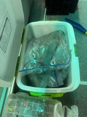 マイカ(ケンサキイカ)