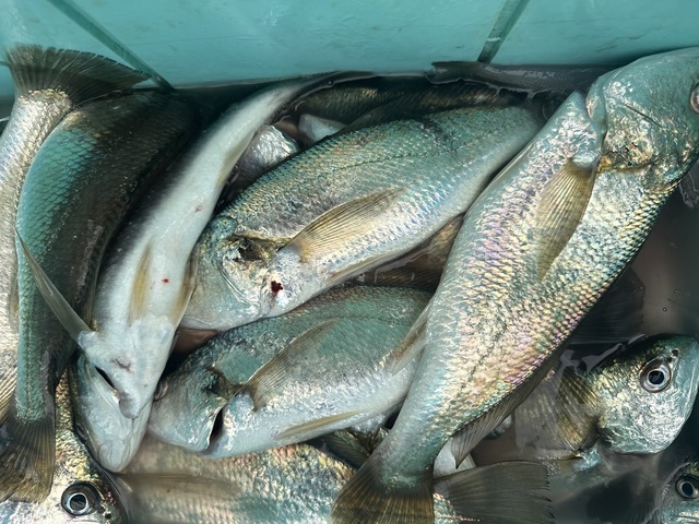 イシモチ(シログチ)