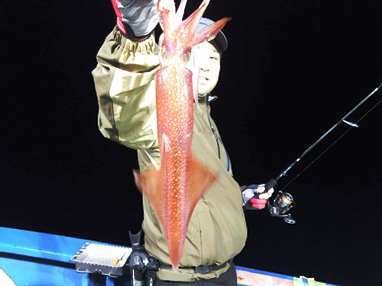 マイカ(ケンサキイカ)