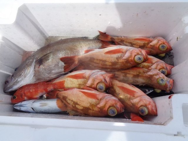 アラ・オキメバル(ウスメバル)