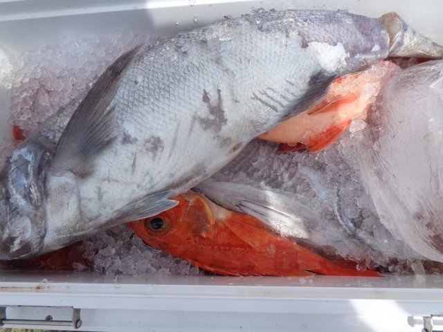 メダイ・オキカサゴ(ウッカリカサゴ)