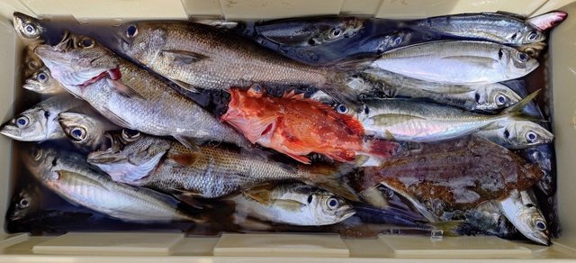 アジ(マアジ)・クロムツ