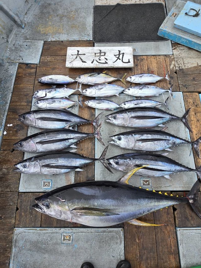 トンボ(ビンナガ)・キハダ・カツオ