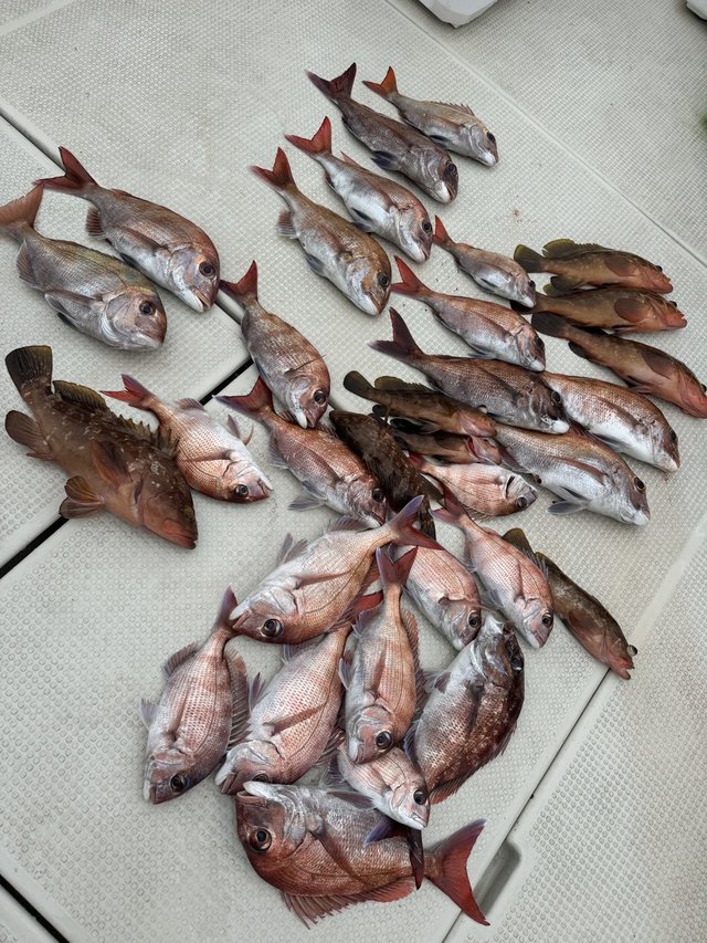 マダイ・アコウ(キジハタ)