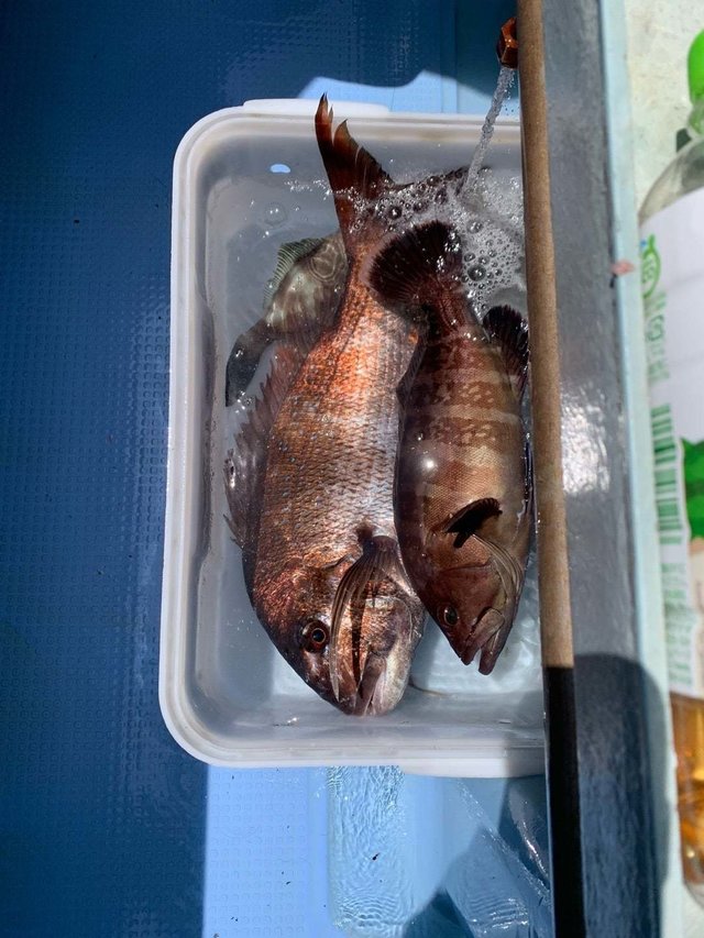 マダイ・マハタ