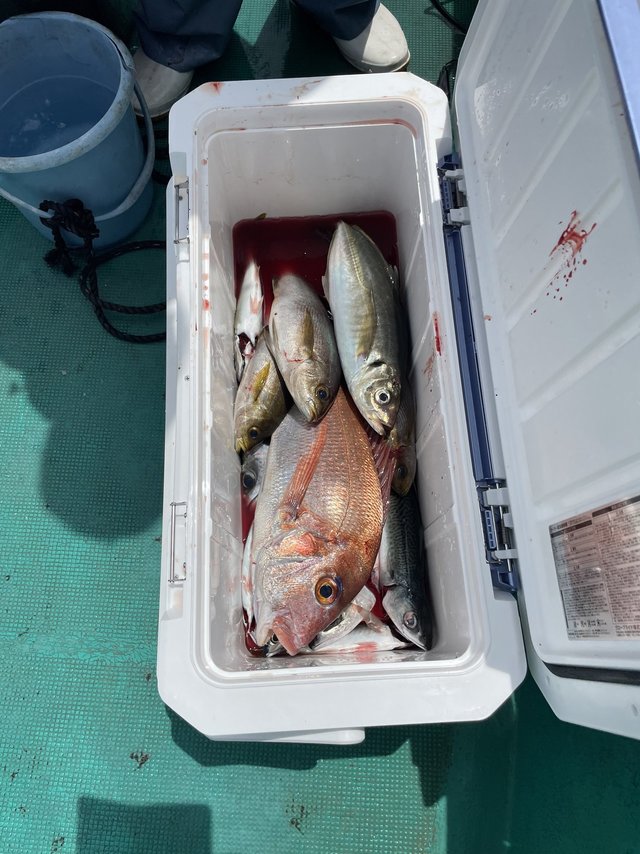 マダイ・マアジ・イサギ(イサキ)・サバ(ゴマサバ)