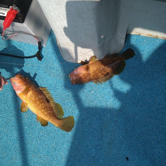 アコウ(キジハタ)