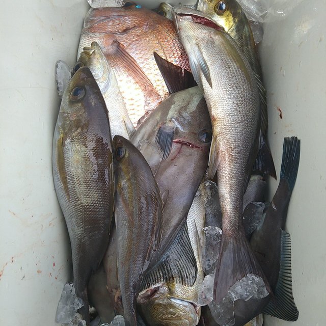 マダイ・イサキ