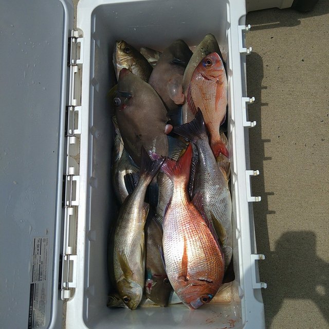 マダイ・イサキ