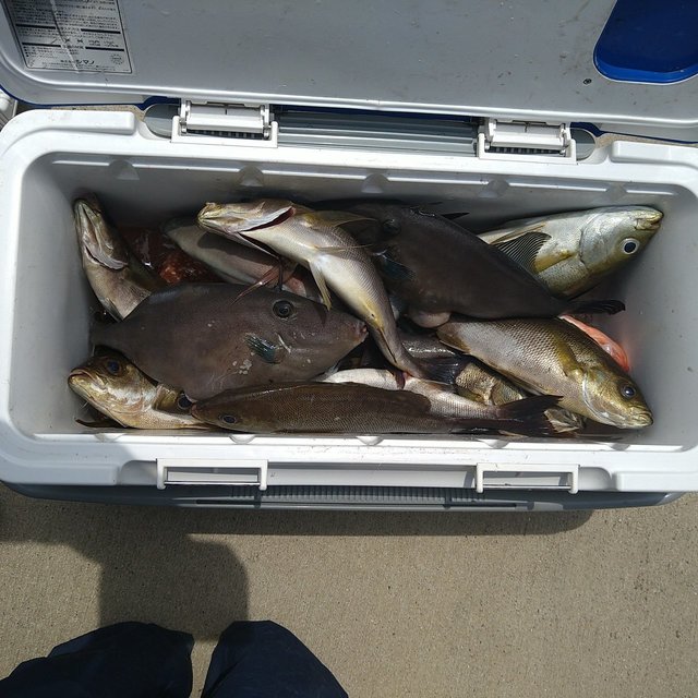 イサキ・ウマヅラ(ウマヅラハギ)