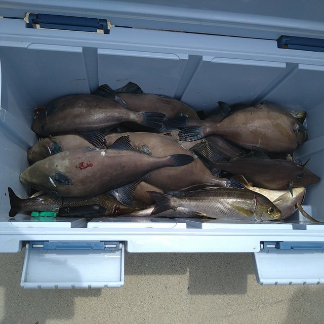 マダイ・ウマヅラ(ウマヅラハギ)