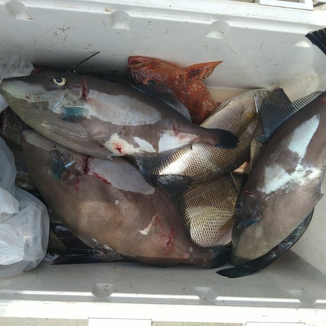 イサキ・ガシラ(カサゴ)・ウマヅラ(ウマヅラハギ)