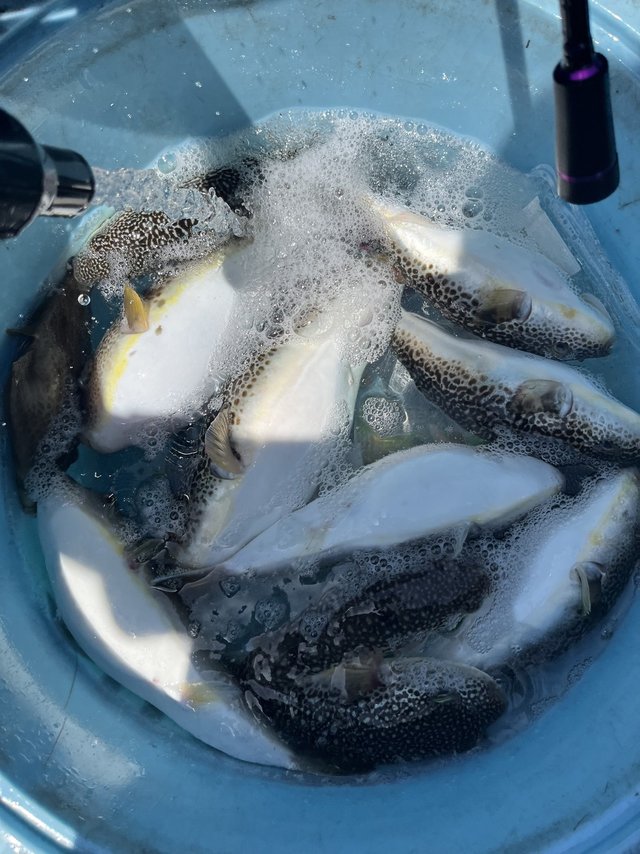 フグ(ショウサイフグ)