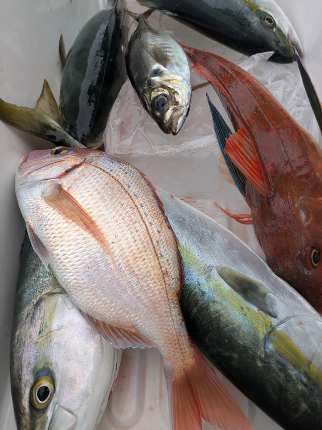 マダイ・アジ(マアジ)・サンパク(ブリ)・ホウボウ