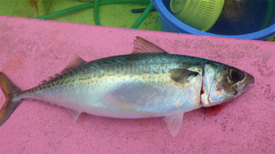 サバ(ゴマサバ)