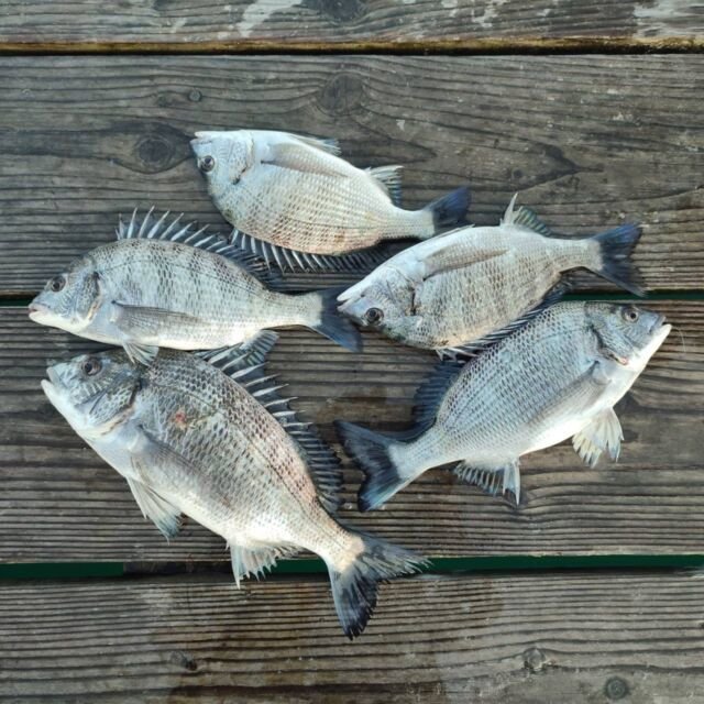 チヌ(クロダイ)