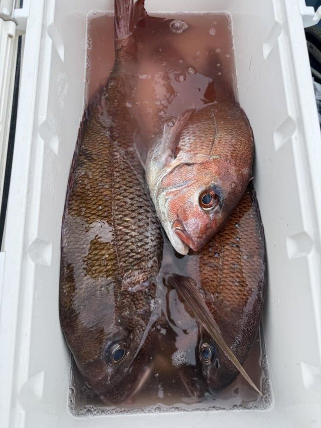 マダイ・クロダイ