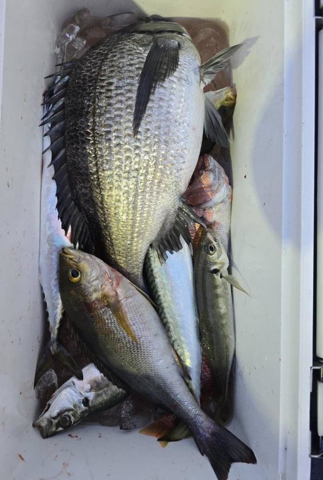 クロダイ・アジ(マアジ)・イサキ